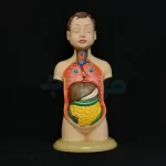 مولاژ نیم تنه عروسکی 8 قسمتی