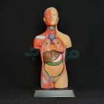 مولاژ مینی 35 سانت با نمایش ماهیچه 7 قسمتی