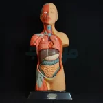 مولاژ 7 قسمتی 50 سانتی با نمایش ماهیچه